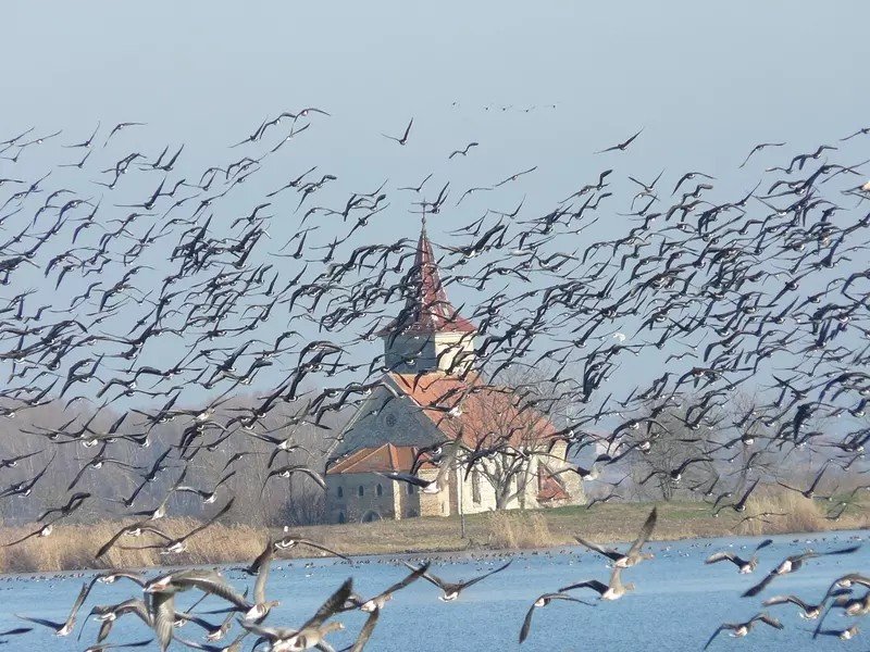 St. Linhart church in former Mušov village  and geese